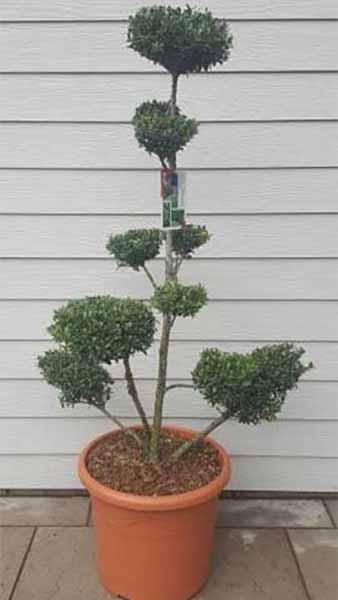 Ilex Crenata Cloud Trees for sale Online & at London Tree Specialists, Paramount Plants UK