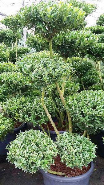 Ilex Crenata Pom Pom Bonsai (Topiary Pom Pom or 
Japanese Holly Pom Pom).
