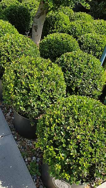 Ilex Crenata Stokes shaped as a topiary ball or globe, neat round shape, slow growing and easy to maintain - buy Topiary Globes online UK delivery.