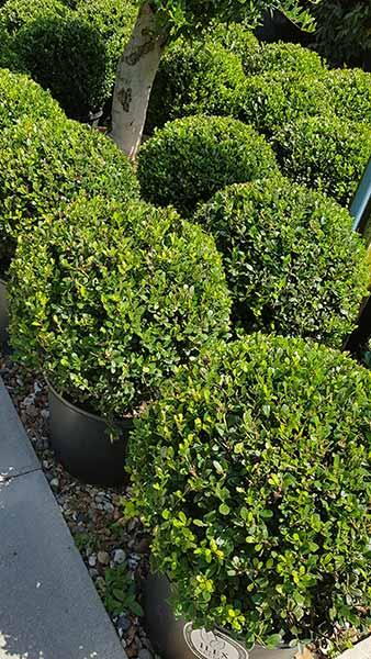 Ilex Crenata Stokes shaped as a topiary ball or globe, neat round shape, slow growing and easy to maintain - buy Topiary Globes online UK delivery.