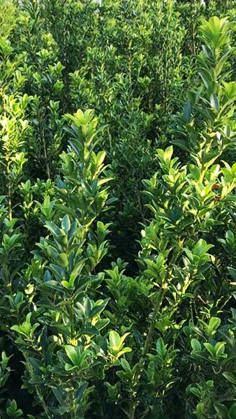 Ilex Maximowicziana Kanehirae Japanese Holly, a hardy evergreen shrub