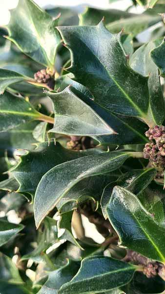 Ilex Meserveae Blue Angel Holly hedging plants for sale online buy UK