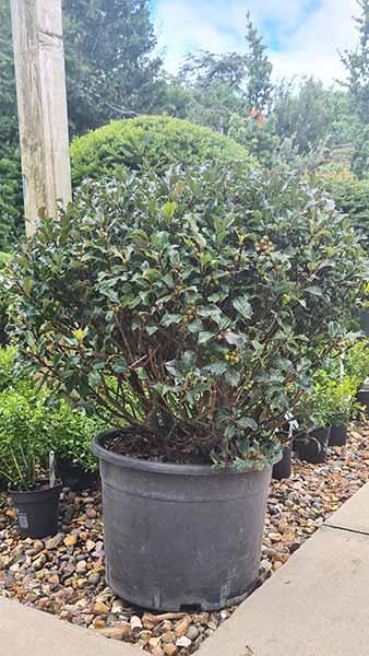 Ilex Meserveae Blue Angel - Topiary holly ball - these are mature shrubs and excellent quality for sale online with UK delivery