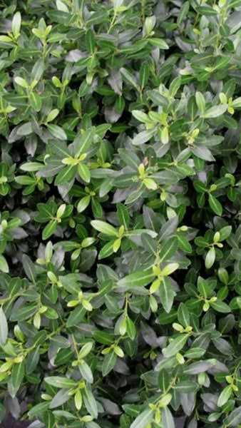 Ilex Crenata Greenhedge Japanese Holly for Hedging