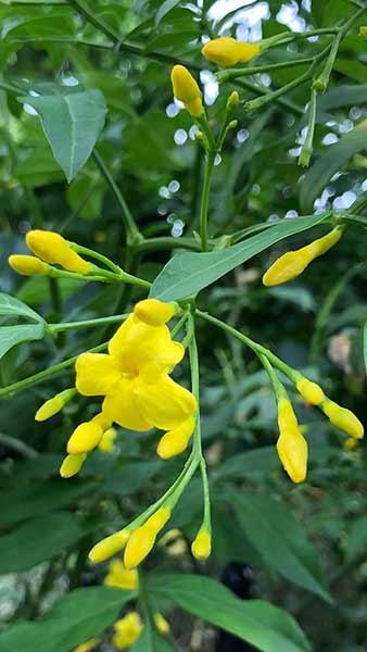 Jasminum Humile Revolutum Italian Jasmine is a Yellow Jasmine, buy online with UK delivery.