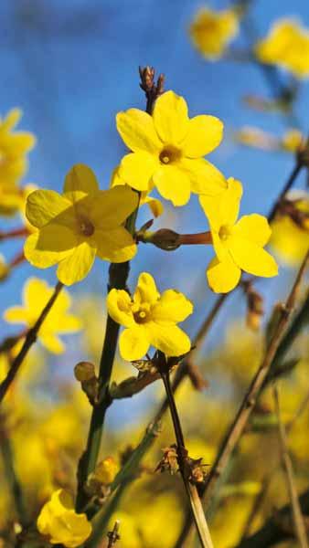 Jasminum Nudiflorum Winter Jasmine is also known as Jasminum Sieboldianum. Yellow winter flowering jasmine for sale UK delivery.