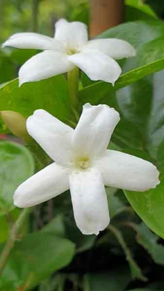 Jasminum Sambac Arabian Jasmine