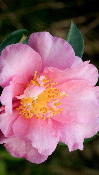 Camellia Sasanqua Jennifer Susan for sale at our London nursery where we specialise in Camellias, UK delivery