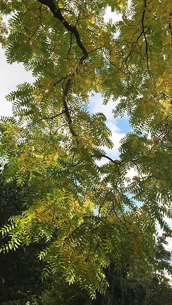 Juglans Nigra or Black Walnut, a large fast growing fruiting walnut tree 