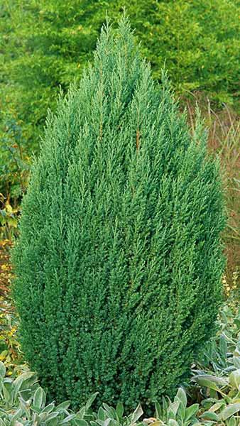 Juniperus Chinensis Pyramidalis or Chinese Juniper Pyramidalis