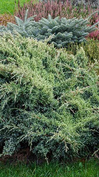 Juniperus Communis Green Carpet Juniper Ground Cover Shrub