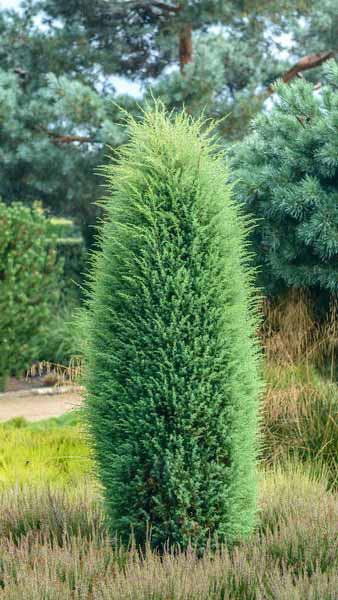 Juniperus Communis Hibernica or Irish Juniper
