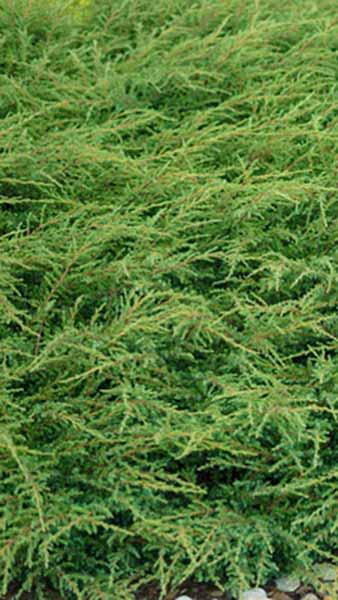 Juniperus Communis Repanda Juniper Repanda for Ground Cover