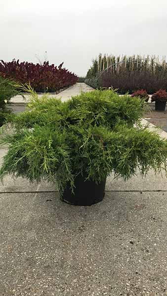 Juniperus Pfitzeriana Old Gold. Old