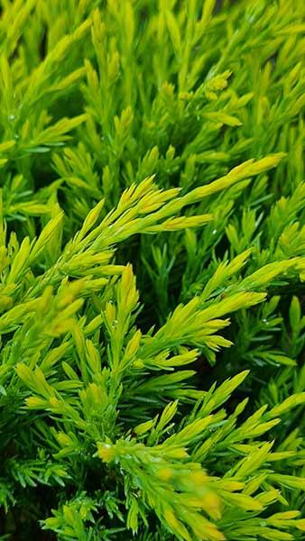 Juniperus Horizontalis Golden Carpet Creeping Juniper Buy UK delivery.
