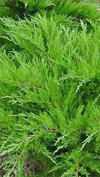 Mint Julep Juniper shrubs for sale online UK