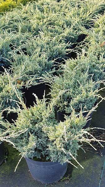 Juniperus Squamata Holger Flaky Juniper Dwarf Conifer Shrub