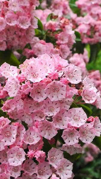 Kalmia Latifolia, Calico bush, pink flowering hardy shrub, buy online shrub specialist London, delivery throughout the UK.