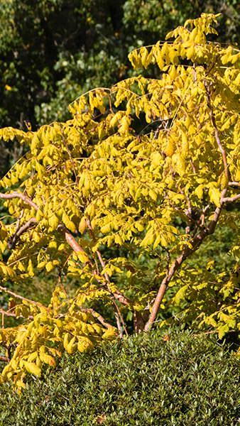 Koelreuteria Paniculata Coral Sun is a new variety of Golden Rain tree, beautiful foliage, deciduous tree, for sale online, UK delivery.