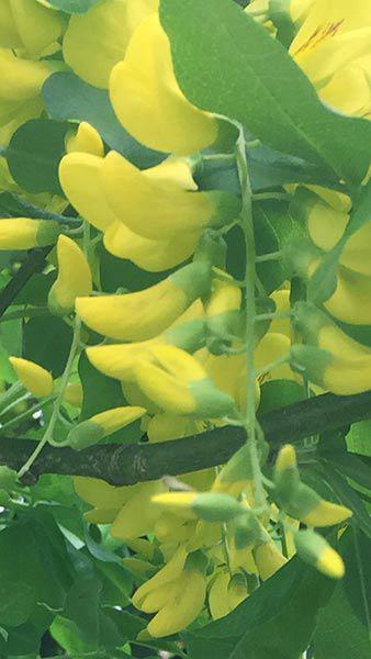 Laburnum Anagyroides Sunspire is a new variety of Laburnum with profuse lemon yellow flowers and an upright habit, excellent trees for sale UK.