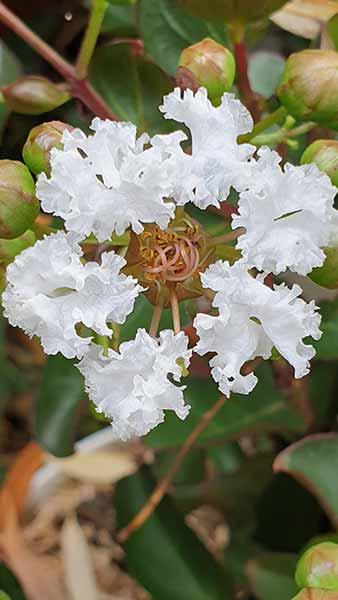 Lagerstroemia Indica Nivea Crape Myrtle White Flowering