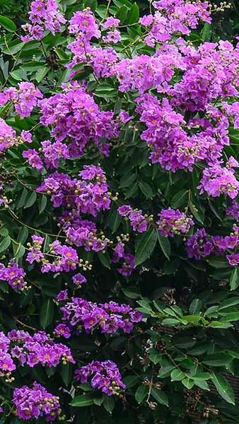 Lagerstroemia Indica Violacea Violet Crape Myrtle