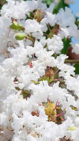 Lagerstroemia BLACK SOLITARE Pure White