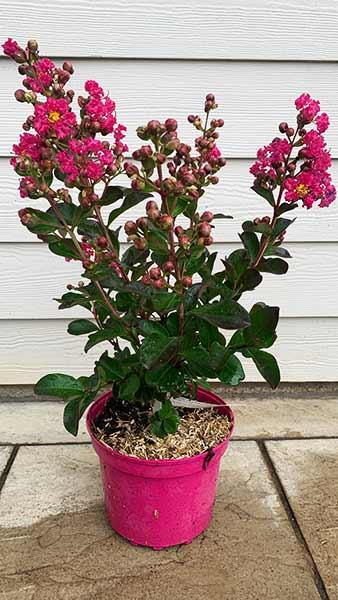 Lagerstroemia Indiya Charms Fuchsia d'été Fuchsia