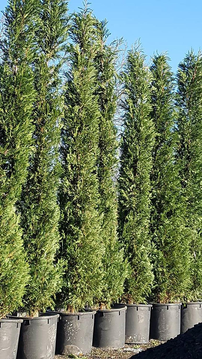 Leylandii Trees Cupressus Leylandii Leyland Cypress Hedging