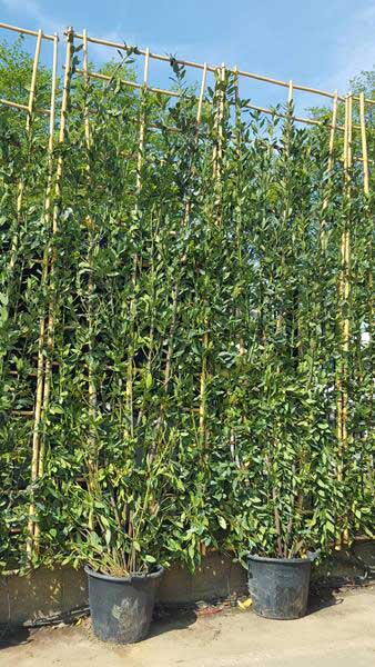 Living Privacy Screen Trees The Green Solution: Creating A Living