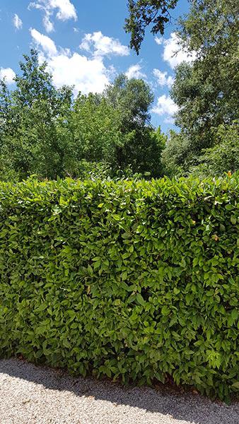 Laurus Nobilis also known as Bay Laurel Shrub is an excellent evergreen hedging plant - great for privacy screening for sale online with UK wide delivery.