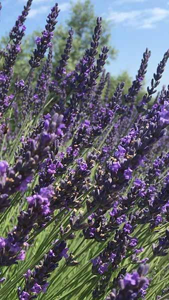 Lavandula intermedia Grosso. Lavender Grosso for Sale UK