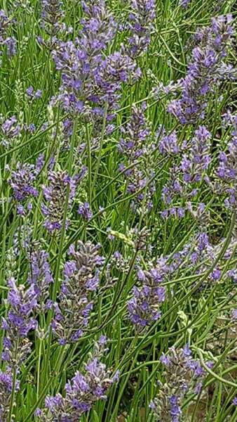 Lavender Plants for sale at Paramount Plants and Gardens, London and online within the UK. 