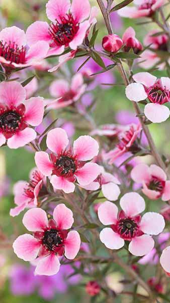 Leptospermum Scoparium Pink Queen (also Tea Tree) in Bloom
