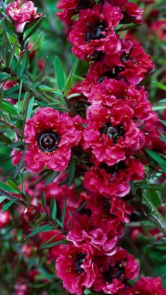 Leptospermum Scoparium Red Damask is an evergreen shrub with deep red double flowers. 