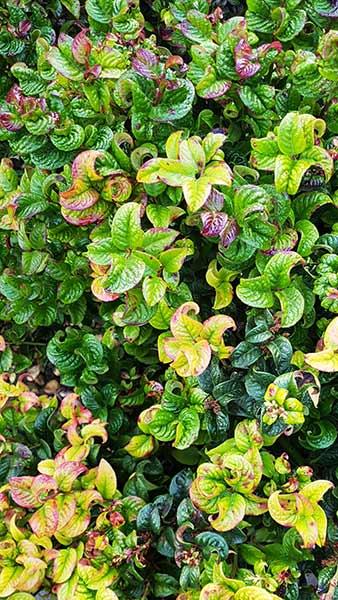 Leucothoe Axillaris Curly Red Twisted Leaf Evergreen buy UK delivery from our London plant centre.