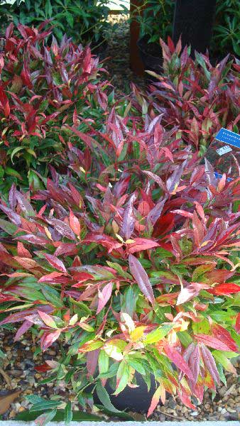 Leucothoe or Switch Ivy available at London nursery and online with UK deliveries. 