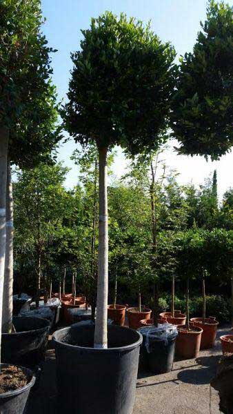 Ligustrum Japonica Texanum, Evergreen screening for sale online UK