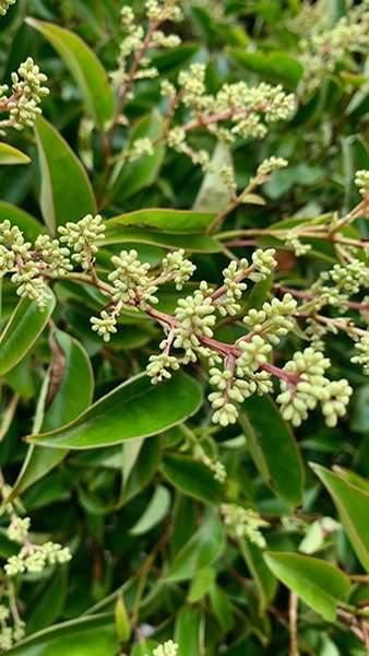 Ligustrum Japonicum Full Standard Tree Form for sale online, Nationwide UK delivery