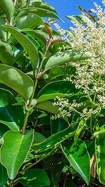 Ligustrum Japonicum Hedging - Japanese Privet Hedge
