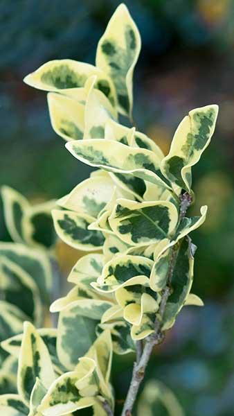 Japanese Privet Silver Star or Ligustrum Japonicum Silver Star