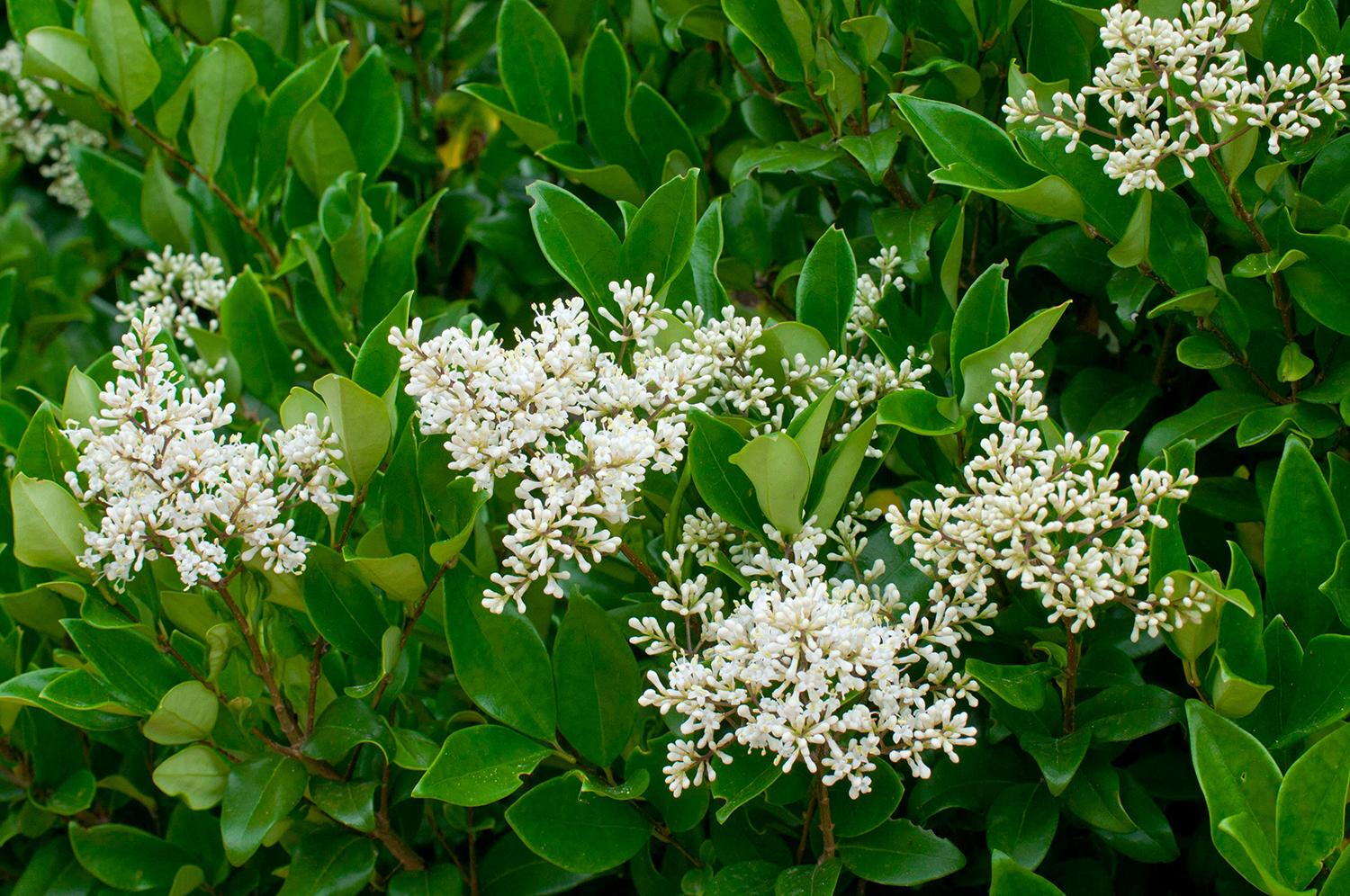 Ligustrum Japonicum Texanum Japanese Privet Hedging Shrubs ligustrum-japonicum-texanum-japanese-privet-hedging-shrubs