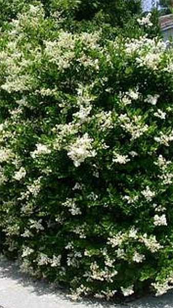 Ligustrum Japonicum Texanum Japanese Privet Hedging