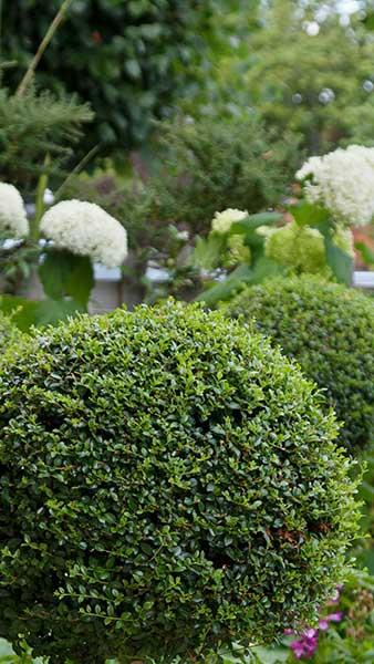 Ligustrum Topiary Balls or Privet Topiary Balls