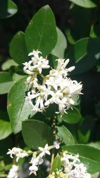 Ligustrum Sinense or Chinese Privet