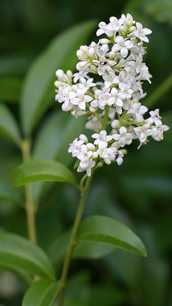 Ideal for Hedging, Ligustrum Vulgare, Wild Privet or Common Privet produces small, white flowers in spring