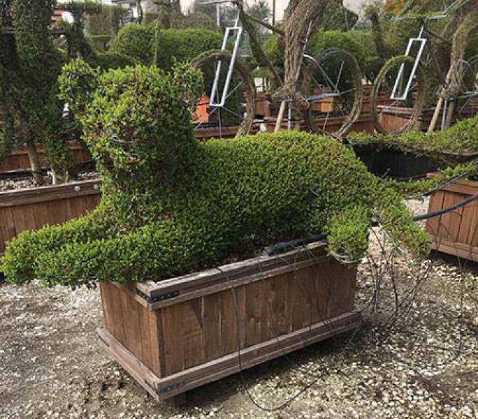 Lioness topiary, big cat shaped topiary, trained from Ligustrum Jonandrum, buy online UK delivery.
