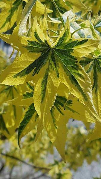 Liquidambar Styraciflua Golden Treasure, a variegated Sweetgum tree - good specimens to buy online with UK delivery