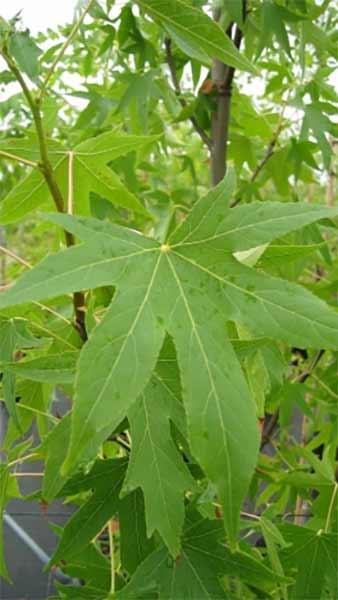 Liquidambar Styraciflua Worplesdon Sweet Gum, grown for its maple-like leaves which take on brilliant long-lasting autumn colour.