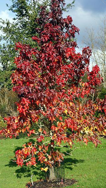 Liquidambar Styraciflua Lane Roberts Sweetgum, grown for its maple-like leaves & autumn colour. Lane Roberts has a rich blackish-crimson red autumn colour. 